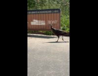 Peacock running and roaming at battery park