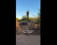 Wild bobcat roaming around submitters neighborhood 