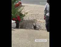 Grey dog trips hits face stairs step