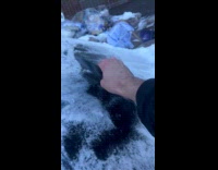 Man use vinyl disc scrape frozen car windshield