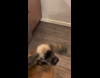 Dog gets excited for zuchinni