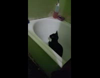 Phone vibrates black cat gets scared bathtub 