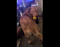 Collab Clips MPUGC - Dog brings butt to owner