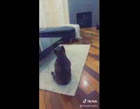 Black dog rug sit dance 