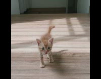 Orange kitten meows at girl wood floor 
