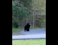 Black bear with three baby cubs on street