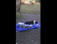 Two black white dogs  purple blanket chewing sticks then they switch 
