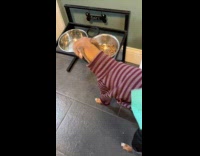 Woman reads note from dogs pocket