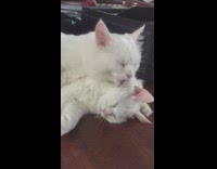 Collab Pets For All - one white cat licks other white sleeping cat