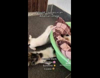 Girl rescues three stray kittens in Albania 