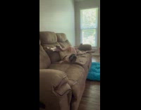 Dog sleeping in funny position 