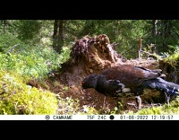 Black bird pecks and eats bugs from the ground