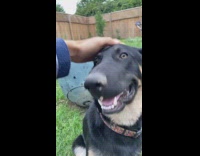 Collab Clips mpugc - Black dog getting head scratches