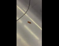 Cockroach on its back crawls on subway train seat