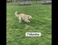Golden retriever puppy grows up tennis ball