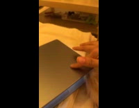 Cat blocks tail on hoomans keyboard