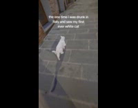 Drunk woman follows white cat on street