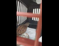 Brown bird in black red cage carrier 