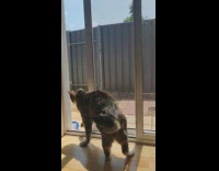 Cat Drags Screen Net Sidewards to Leave House