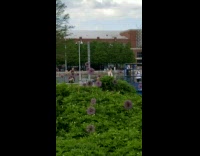 Girl slow jump rope exercise purple dandelion