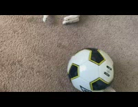 Cat on floor push away soccer ball