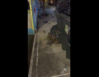 Lots of rat on garbage bag street