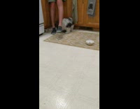 Pet dog scared from the sound of the dog food sack