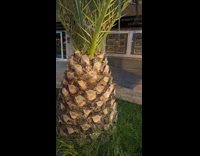 Collab Clips MPUGC - Man sees tree looks like spongebobs house 