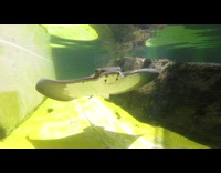 Grey white stingray manta ray underwater sunny