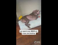 Dog fakes limp for two days vet