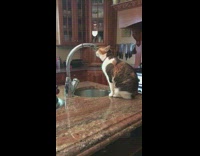 Collab DailyDoseOfInternet - Chubby cat sits on counter and drinks water from sink 