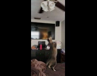 Collab DailyDoseOfInternet - Cat jumps to attack ceiling fan bed