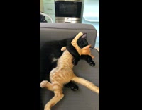 Two cats cuddling and sleeping on couch 