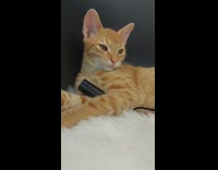 Orange cat laying with flashlight loudly purrs 