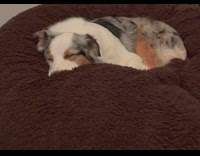 Dog sleeping on bean bag make noises