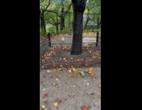 Man approaches white chicken at the park