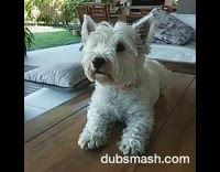 white dog sitting down and lifting up paw