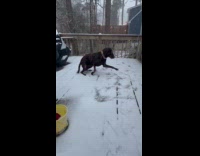 Dog at porch getting zoomies while snowing