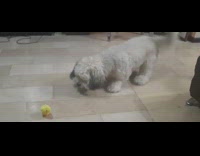 Dog barks at toy duck on floor