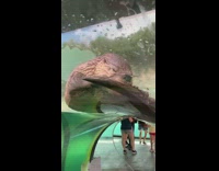 Collab BitchMP - Clear tunnel otter sleeping above