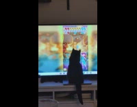 Cat sit close to TV watch game