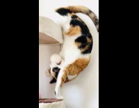 Cat flips off cat tower