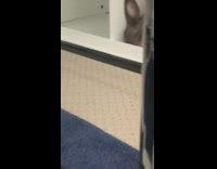 Brown bunny rabbit sleeps in white shelf 