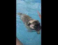 Pug dog swims in above ground pool