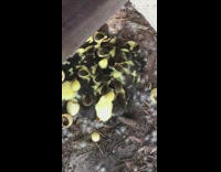 Group of newborn baby ducks ducklings 