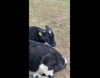 Two Cows Lay on Grass 