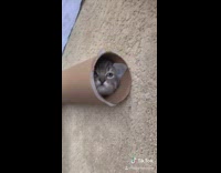 Grey cat hanging out in empty paper tube