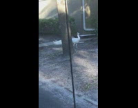 White albino peacock walks around neighborhood 