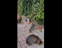 Submitter feeds stray cats on the sidewalk