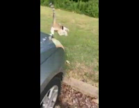 Cat on car freaks out and then runs away 